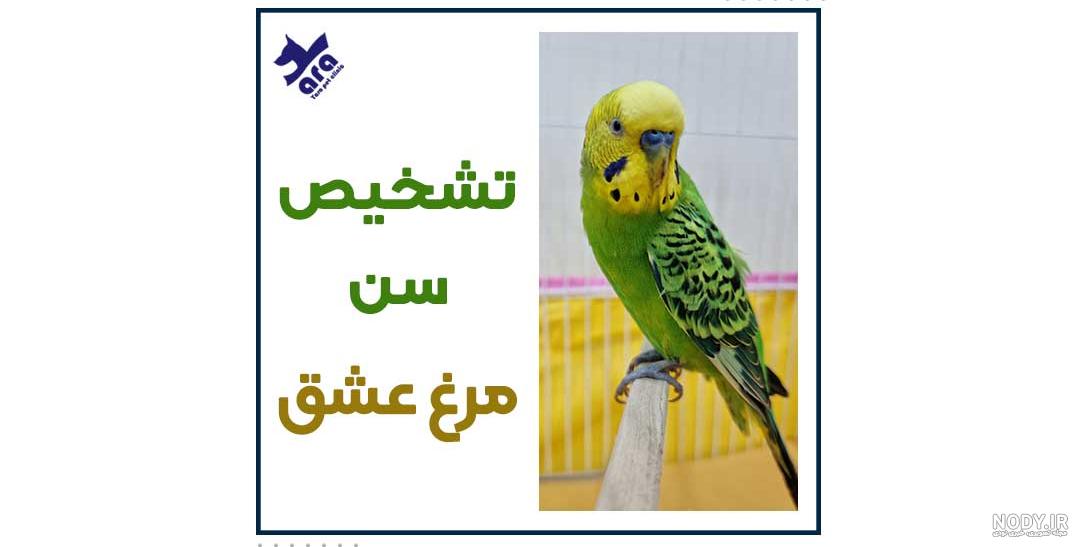 آموزش تکثیر و جفت گیری مرغ عشق - فروشگاه اینترنتی اندیشه سبز آموزش تکثیر و جفت گیری مرغ عشق - فروشگاه اینترنتی اندیشه سبز