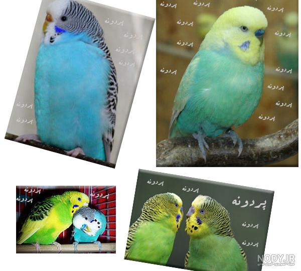 بهترین رنگ مرغ عشق | رویداد24 بهترین رنگ مرغ عشق | رویداد24