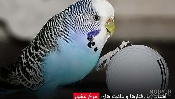 تصاویری از انواع پرندگان خانگی محبوب تصاویری از انواع پرندگان خانگی محبوب