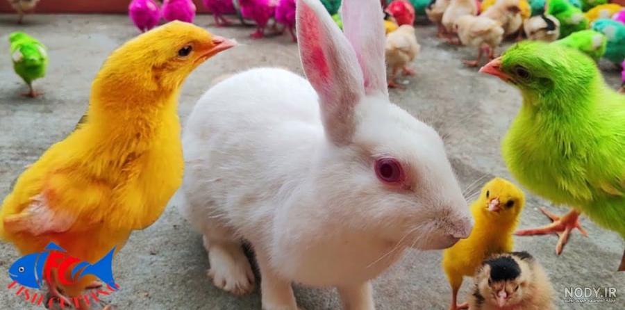 تفاوت خرگوش جرسی با بقیه چیه؟ + راهنمای نگهداری - پت پرس