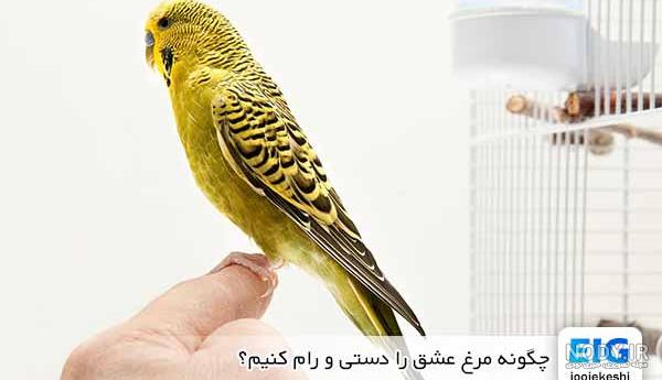 تکثیر و پرورش مرغ عشق 🥇 + شرایط جوجه کشی - فروشگاه اینترنتی EIG-SHOP تکثیر و پرورش مرغ عشق 🥇 + شرایط جوجه کشی - فروشگاه اینترنتی EIG-SHOP