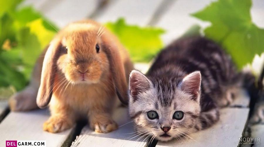 خرگوش عکس های خرگوش