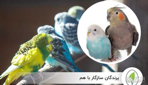 خرید لانه مرغ عشق - لانه رزیلا - لانه عروس هلندی - لانه راهب - لانه کاسکو - لانه طوطی خرید لانه مرغ عشق - لانه رزیلا - لانه عروس هلندی - لانه راهب - لانه کاسکو - لانه طوطی