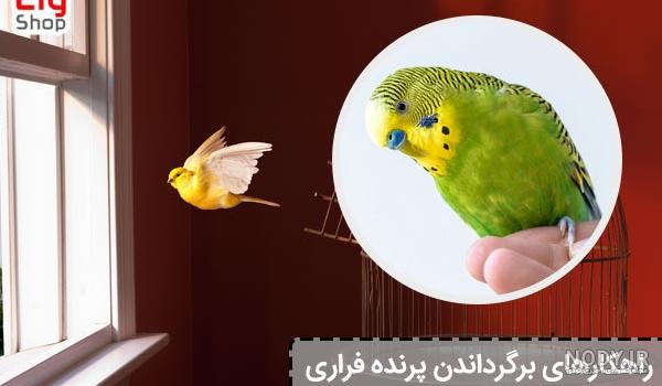 دانلود 30 صدای مرغ عشق برای جفت گیری و اهلی شدن دانلود 30 صدای مرغ عشق برای جفت گیری و اهلی شدن