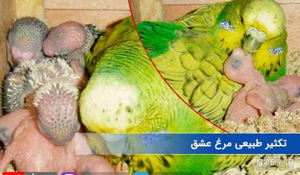 راهنمای کامل درباره نگهداری مرغ عشق | سپاس پت راهنمای کامل درباره نگهداری مرغ عشق | سپاس پت