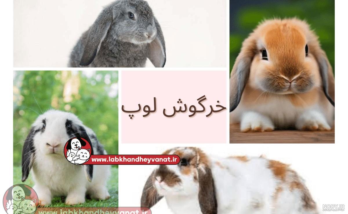 عکس خرگوش رنگی رنگی