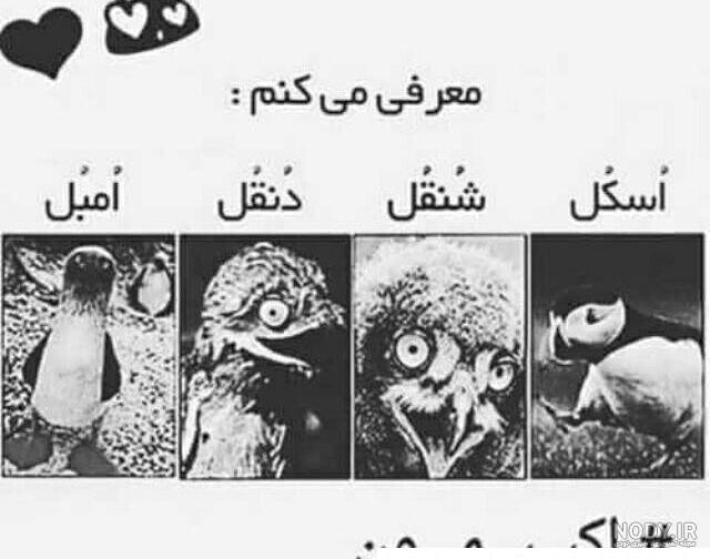 عکس های خنده دار برای گروه