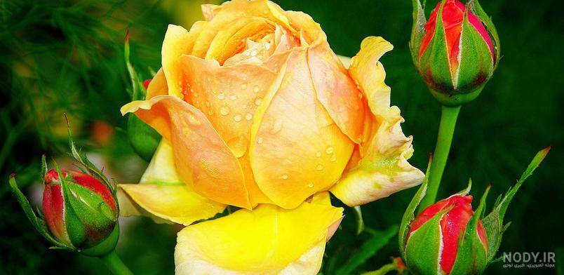عکس زیباترین گل های طبیعی