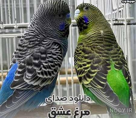 عکس و فیلم مرغ عشق