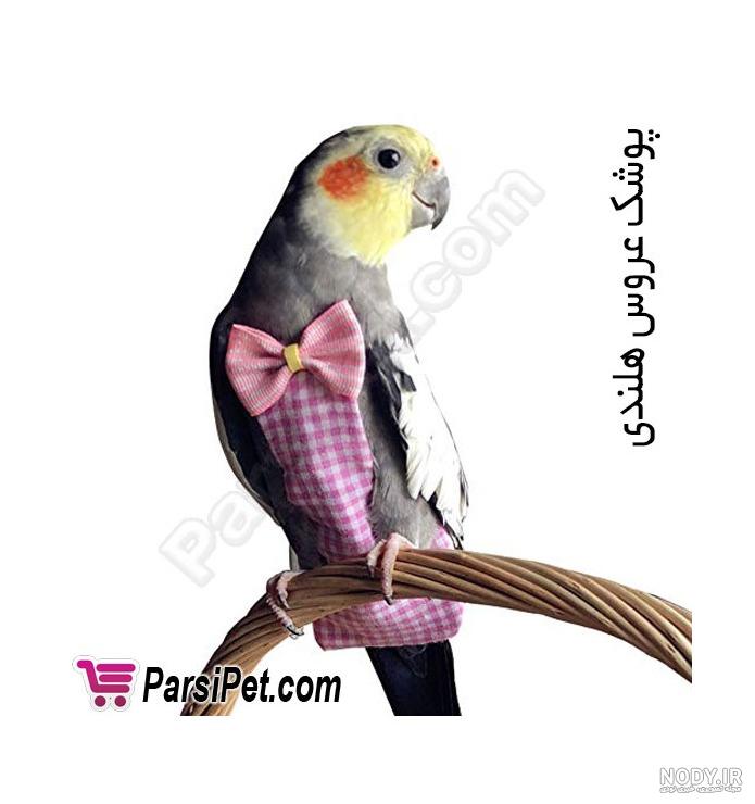 عکس لباس مرغ عشق - عکس نودی عکس لباس مرغ عشق - عکس نودی