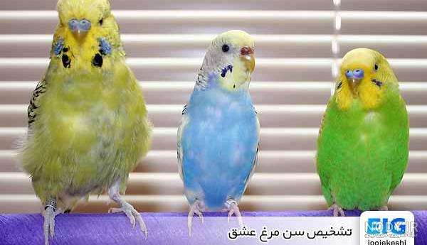 عکس مرغ عشق آبی ماده - عکس نودی عکس مرغ عشق آبی ماده - عکس نودی