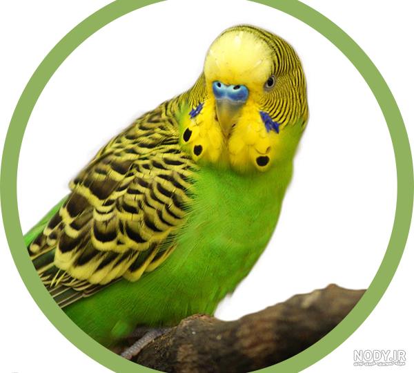 عکس مرغ عشق ابی و سبز - عکس نودی