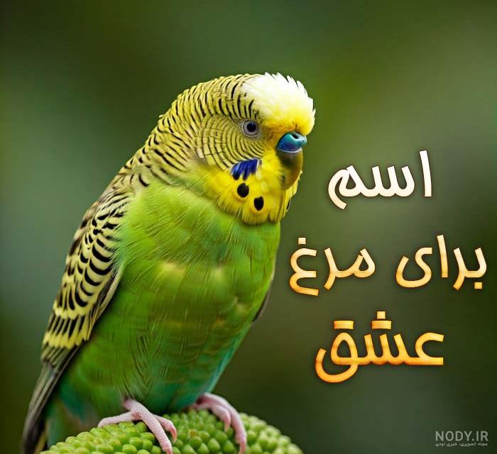 عکس مرغ عشق خیلی زیبا عکس مرغ عشق خیلی زیبا