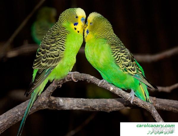 عکس مرغ عشق های زیبا عکس مرغ عشق های زیبا
