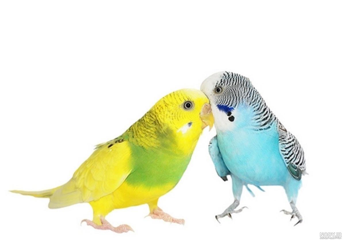عکس مرغ عشق زیبا برای پروفایل عکس مرغ عشق زیبا برای پروفایل