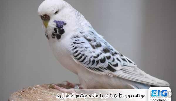عکس مرغ عشق زیبا - عکس نودی عکس مرغ عشق زیبا - عکس نودی