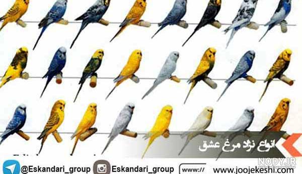 عکس مرغ عشق سبز نر عکس مرغ عشق سبز نر