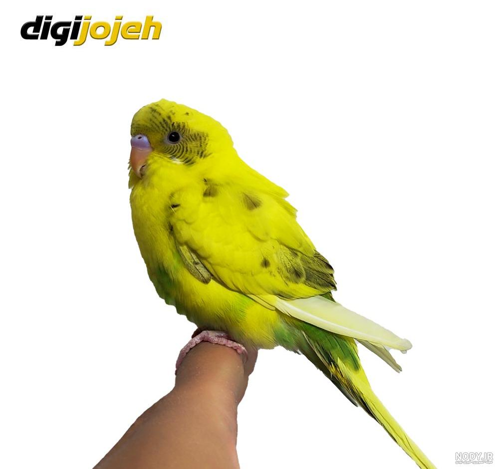 عکس مرغ عشق فر - عکس نودی عکس مرغ عشق فر - عکس نودی