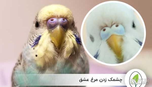 عکس مرغ عشق فراری عکس مرغ عشق فراری