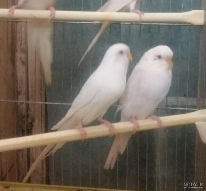 عکس مرغ عشق نر سفید