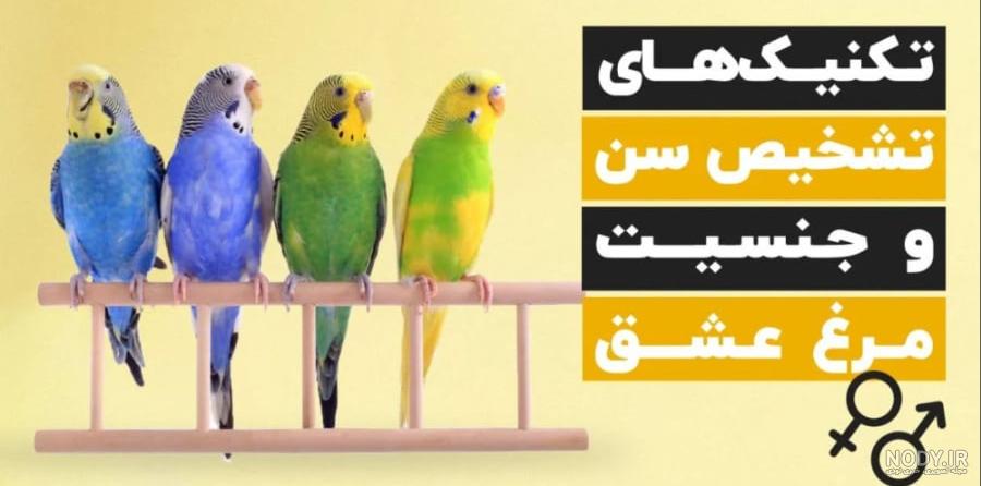 عکس مرغ عشق نر ماده - عکس نودی عکس مرغ عشق نر ماده - عکس نودی