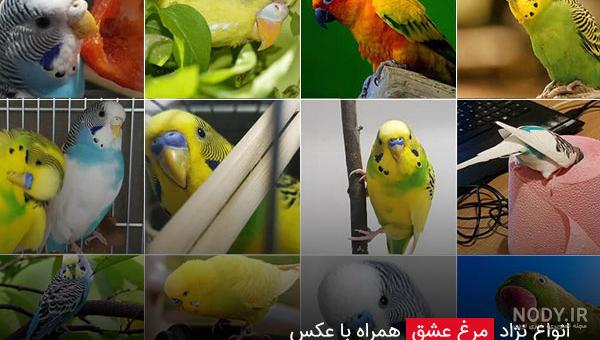 عکس های مرغ عشق ها عکس های مرغ عشق ها