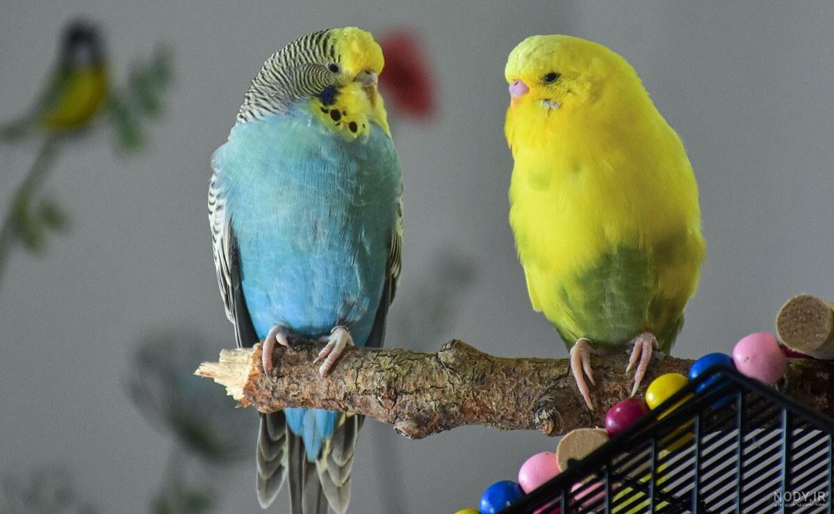 عکس مرغ عشق همه رنگی عکس مرغ عشق همه رنگی