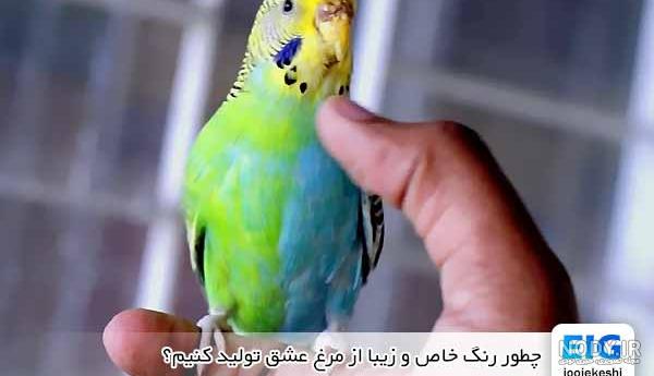 عکس مرغ عشق پروانه