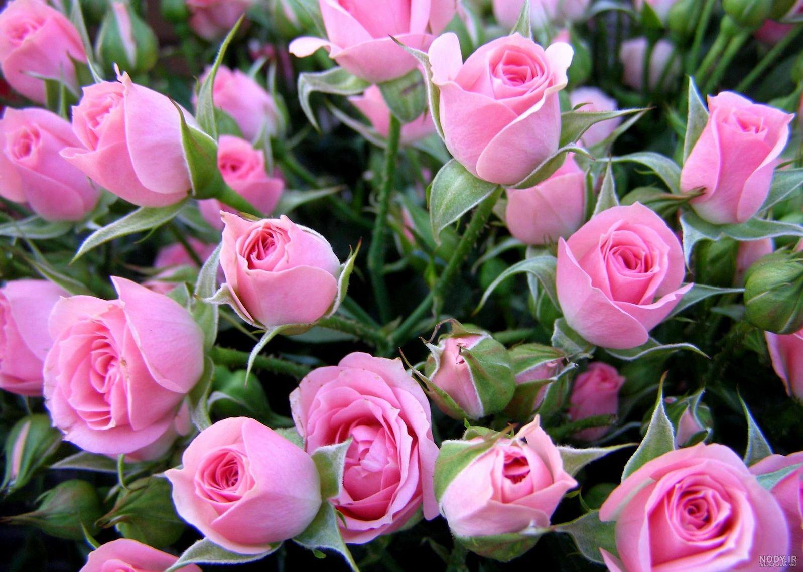 عکس همه گل های طبیعی