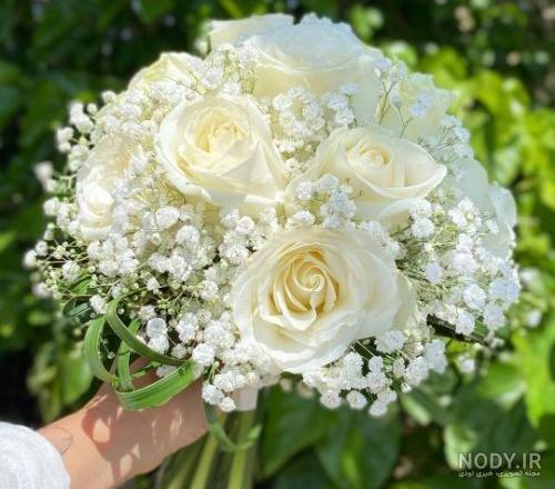عکس گل رز طبیعی سفید
