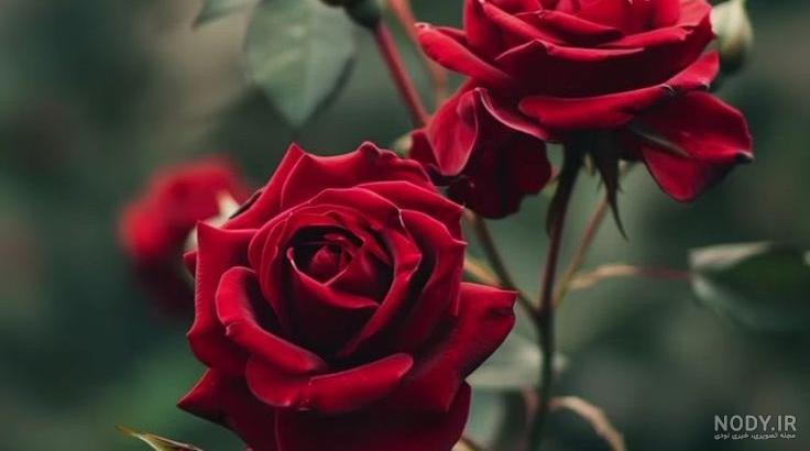 عکس گل و طبیعت زیبا برای پروفایل