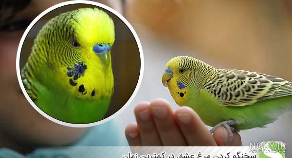 عکس یک جفت مرغ عشق زیبا عکس یک جفت مرغ عشق زیبا