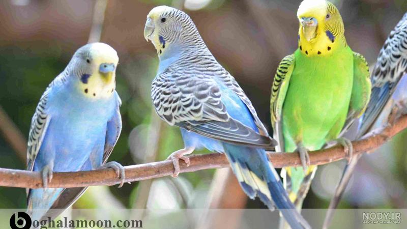 فرارو | تصاویری شگفت انگیز از هزاران مرغ عشق