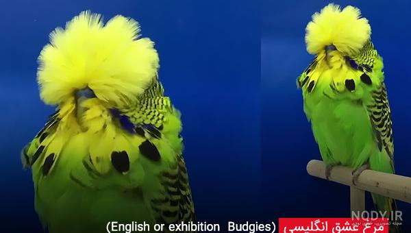 فیلم مرغ عشق سخنگو فیلم مرغ عشق سخنگو