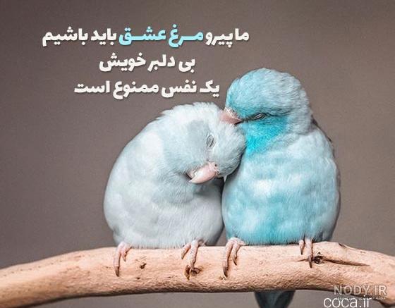 مرغ عشق انگلیسی, زیبا و مهربان - پت لایف