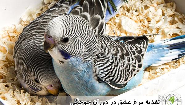 مرغ عشق به جوجه اش غذا می دهد مرغ عشق به جوجه اش غذا می دهد
