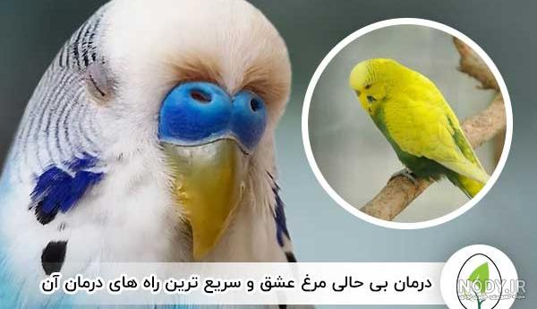 مرغ عشق | نکات مهم پرورش و جوجه کشی مرغ عشق | نکات مهم پرورش و جوجه کشی