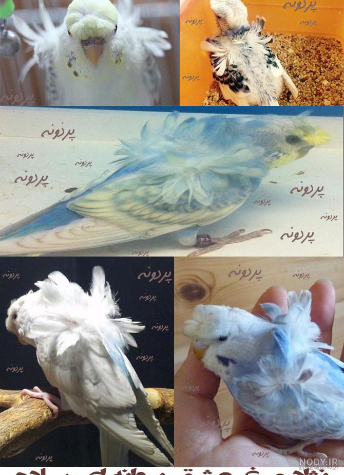 مرغ عشق پروانه ایی - شیپور مرغ عشق پروانه ایی - شیپور