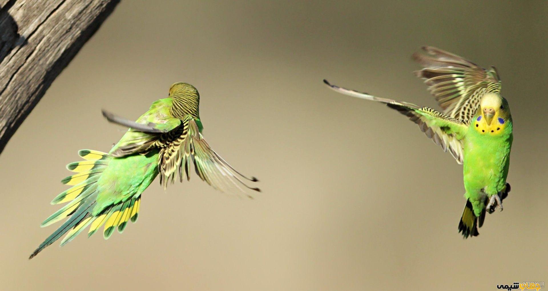 مرغ عشق budgerigar‎