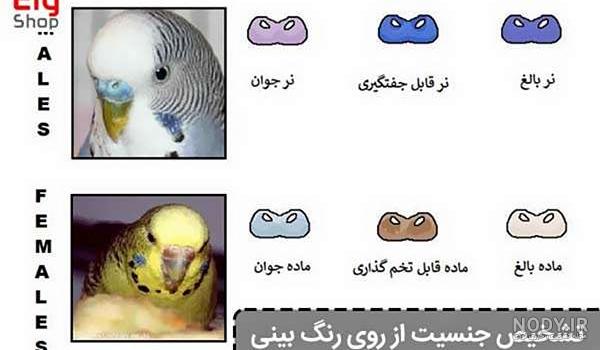 مشخصات مرغ عشق سالم - دامپزشکی پرندگان مشخصات مرغ عشق سالم - دامپزشکی پرندگان