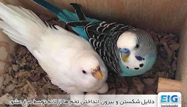 مضرات نگهداری مرغ عشق در منزل | آیا مرغ عشق حساسیت می آورد ؟ مضرات نگهداری مرغ عشق در منزل | آیا مرغ عشق حساسیت می آورد ؟
