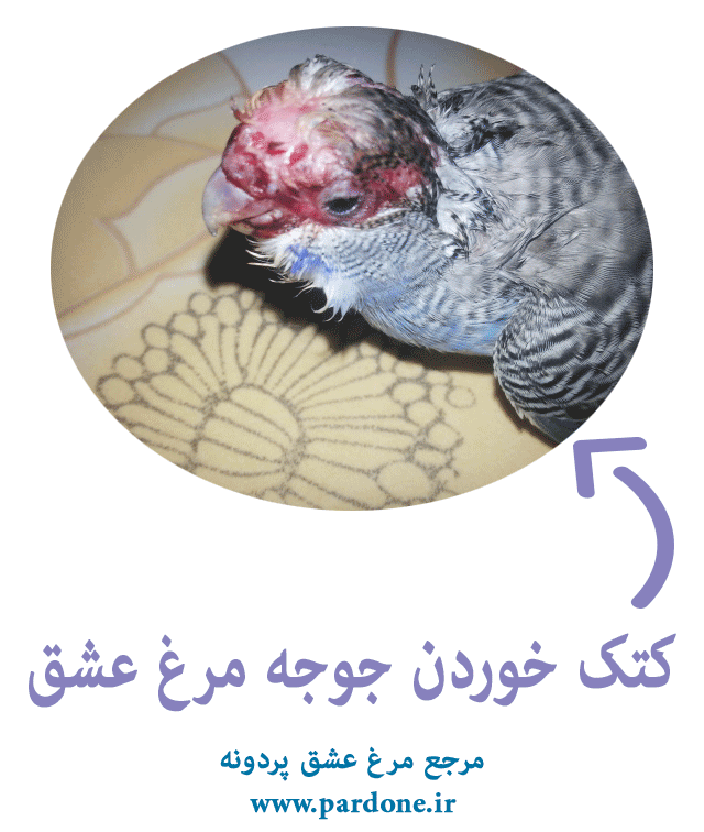 نحوه مراقبت و پرورش جوجه مرغ عشق - ستاره نحوه مراقبت و پرورش جوجه مرغ عشق - ستاره