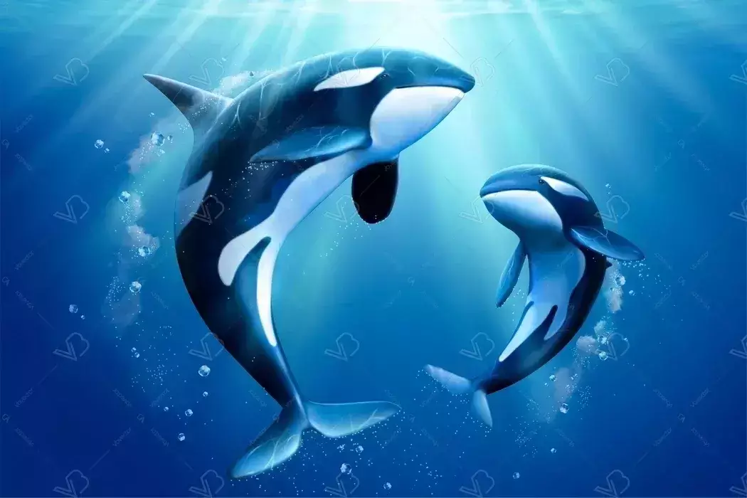 نقاشی نهنگ دریا نقاشی نهنگ دریا