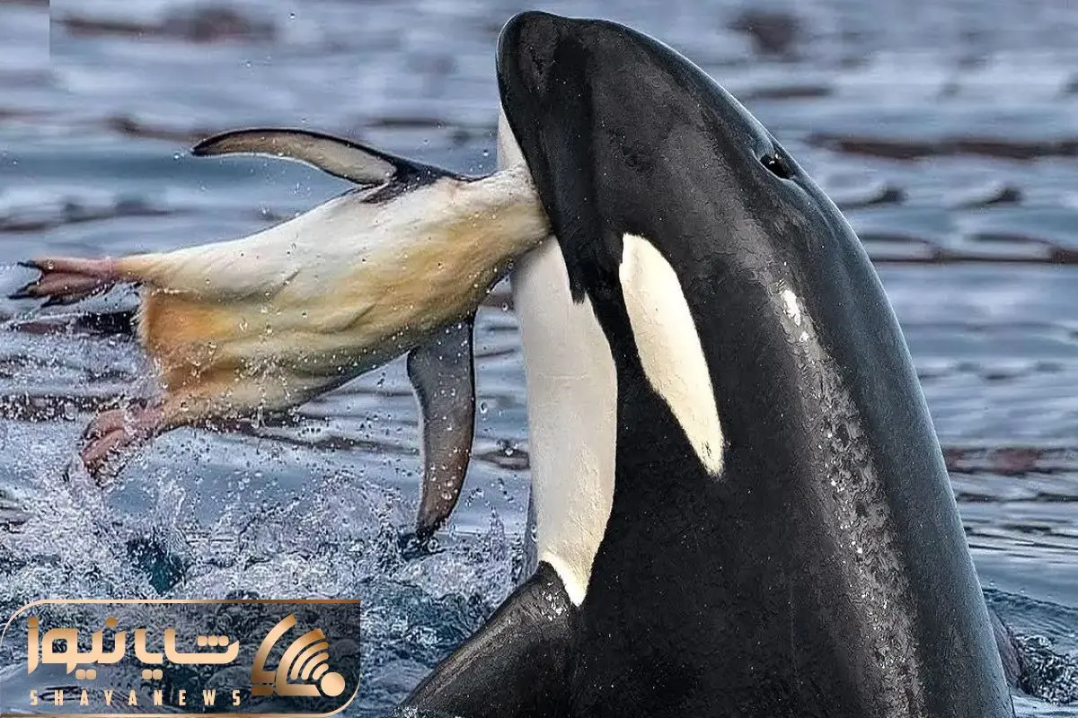 نقاشی نهنگ کودکانه؛ زیباترین طرح‌ ها برای رنگ آمیزی - ستاره
