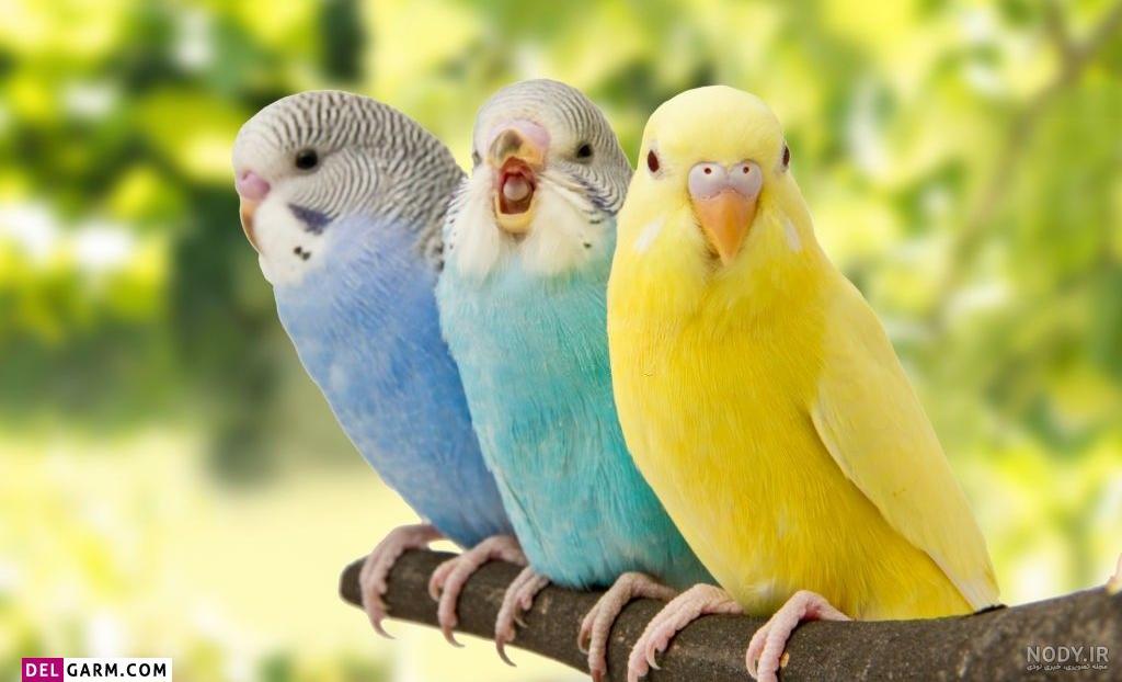 پوشک عروس هلندی پوشک عروس هلندی