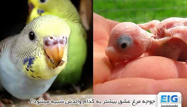 چطور رنگ خاص و زیبا از مرغ عشق تولید کنیم؟ | سایت جوجه کشی دات کام چطور رنگ خاص و زیبا از مرغ عشق تولید کنیم؟ | سایت جوجه کشی دات کام