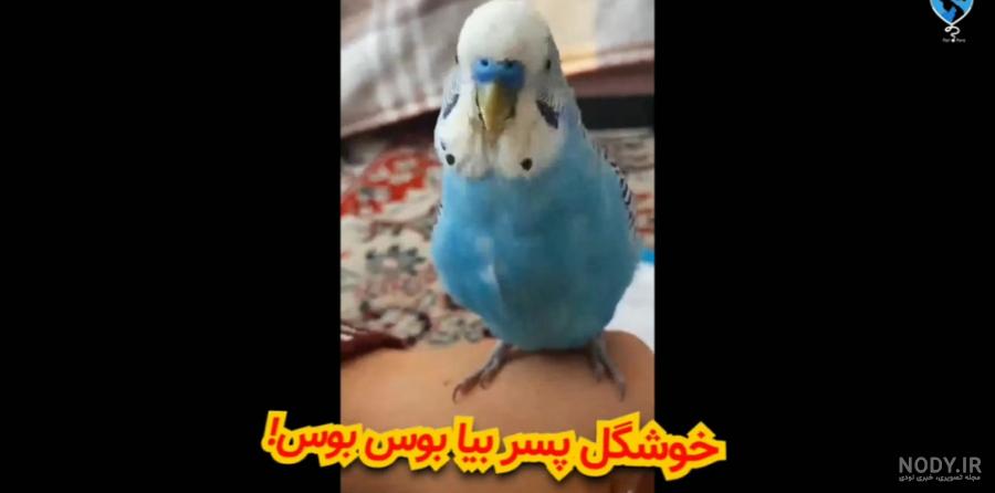 کلیپ پرندگان زینتی :: مرغ عشق و تخم مرغ عشق :: پرنده زیبا