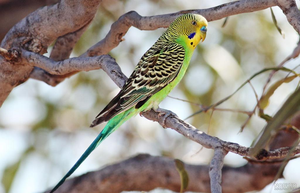 گالری عکس مرغ عشق budgerigar photo - اهواز قناری مرغ عشق و دیگر پرندگان گالری عکس مرغ عشق budgerigar photo - اهواز قناری مرغ عشق و دیگر پرندگان