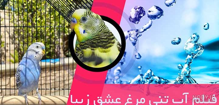 گالری عکس مرغ عشق پرنده زیبای دوست داشتنی