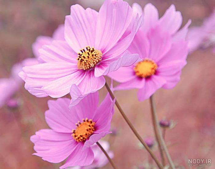 گالری عکس گل های قشنگ